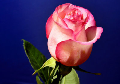 la rose rose