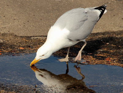 Gull reflection 