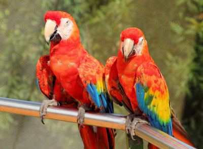 Relaxing parrots.jpg