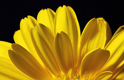 Yellow Zetia macro.jpg
