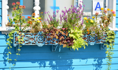 Flowers  in the window