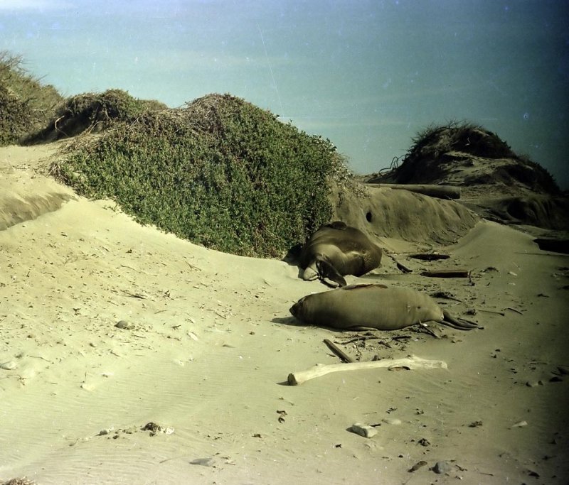 Ao Nuevo State Park 1976