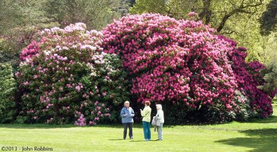 Giant Rhododendrons