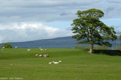 Lancashire Sheep