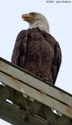 American Bald Eagle (ABE)