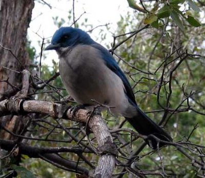 mexican jay 2.JPG