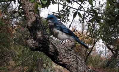 mexican jay 3.JPG