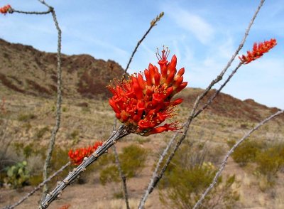 gallery_of_flora