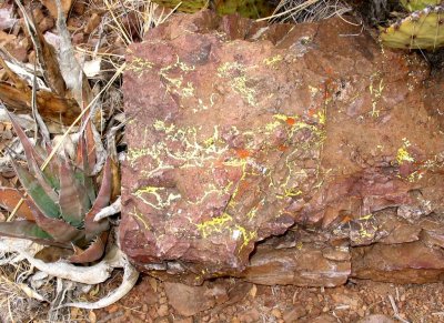 rock with fungi.jpg