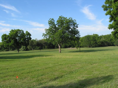 Flora and Fauna of Meadow