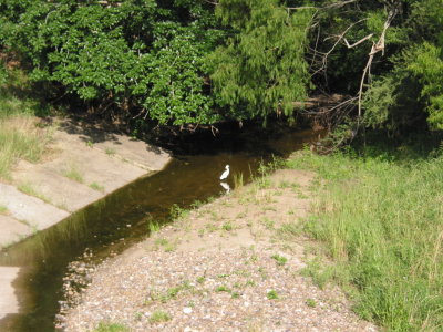 Flora and Fauna of the Meadow 004.jpg