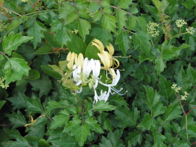 Flora and Fauna of the Meadow 006.jpg