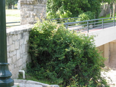Flora and Fauna of the Meadow 007.jpg