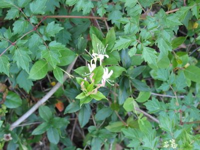 Flora and Fauna of the Meadow 008.jpg