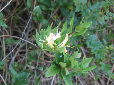 Flora and Fauna of the Meadow 009.jpg