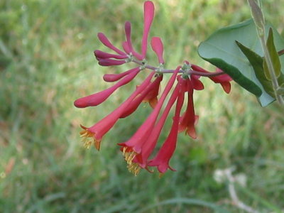 Flora and Fauna of the Meadow 014.jpg
