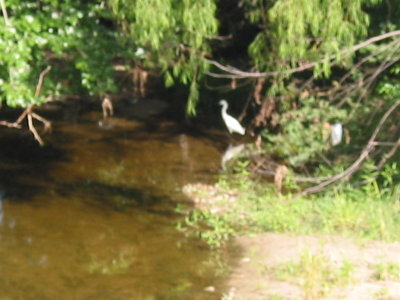 Flora and Fauna of the Meadow 015.jpg
