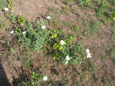 Flora and Fauna of the Meadow 017.jpg