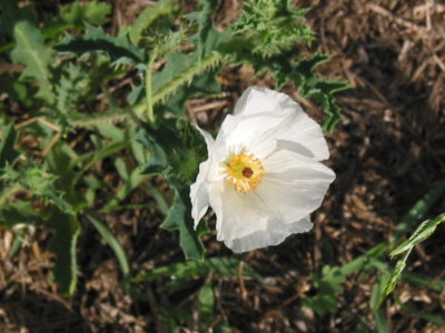 Flora and Fauna of the Meadow 018.jpg