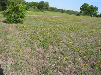 Flora and Fauna of the Meadow 019.jpg
