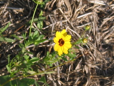 Flora and Fauna of the Meadow 020.jpg