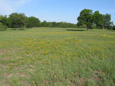 Flora and Fauna of the Meadow 021.jpg