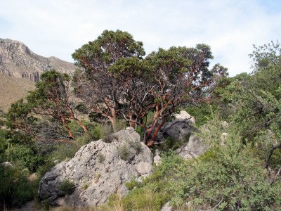 IMG_0009.JPG