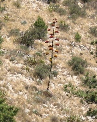 IMG_0016.JPG