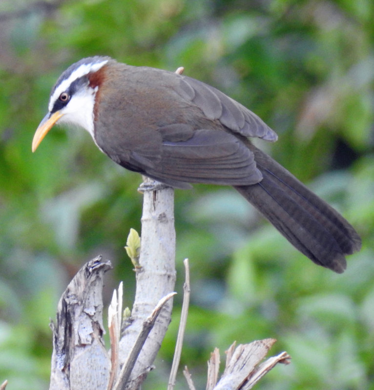 White-Browed Scimitar Babbler