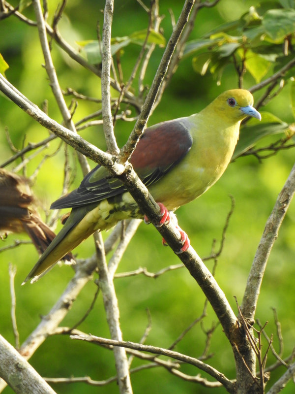 Wedge-tailed Green Pigeon