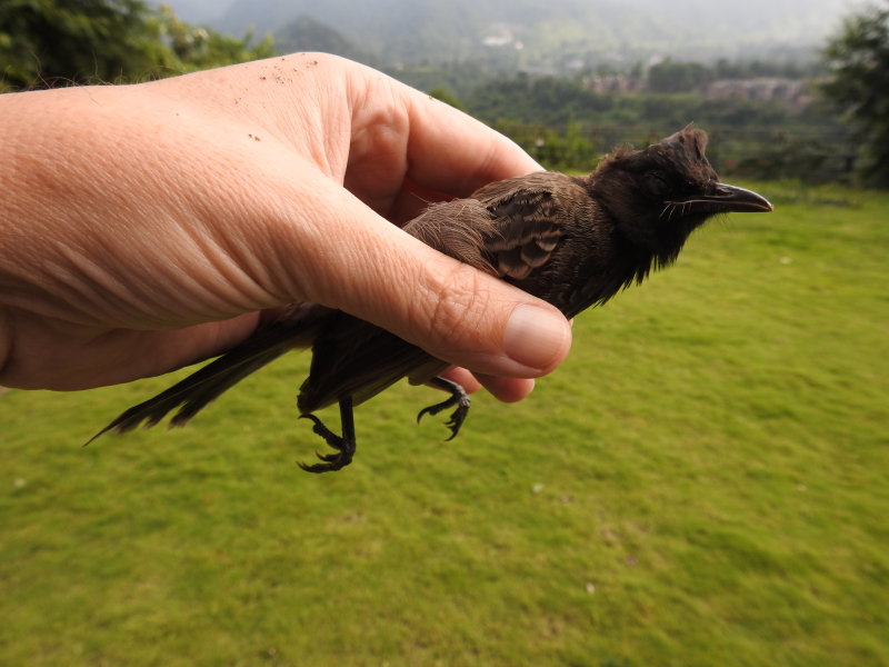 Red-vented bulbul, India