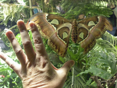 Large moth