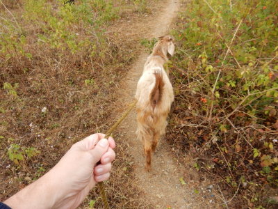 Goat on leash