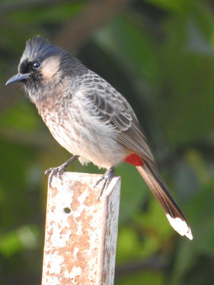 Red-vented bulbul 