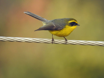 Yellow-Bellied Fantail