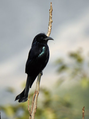 Spangled drongo