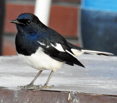 Oriental Magpie Robin