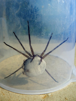 Captured pregnant spider