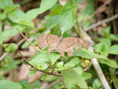 Tattered moth