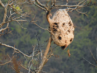 Wasp nest a month later