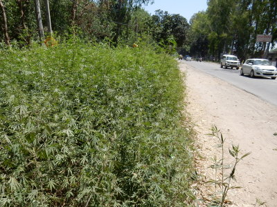 Pluck roadside marijauna 