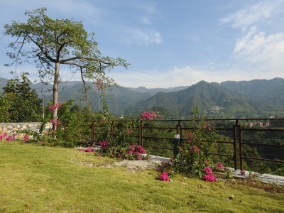 Bougainvillea