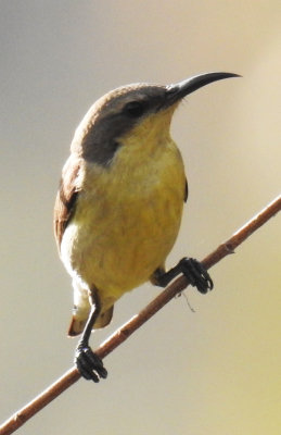 Purple Sunbird (female)