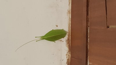 Some sort of odd leaf bug