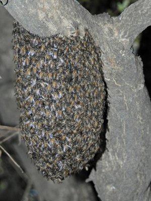 Beehive in the making?
