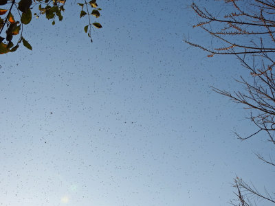This swarm of bees passed directly over me