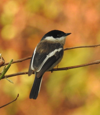 Bar-winged flycatcher shrike