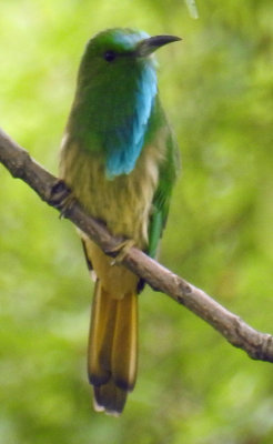 Blue-bearded Bee-eater 