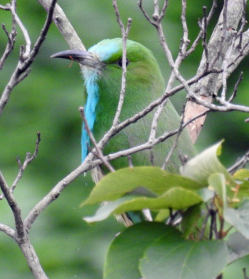 Blue-bearded Bee-eater 