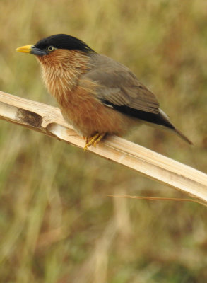 Brahminy starling